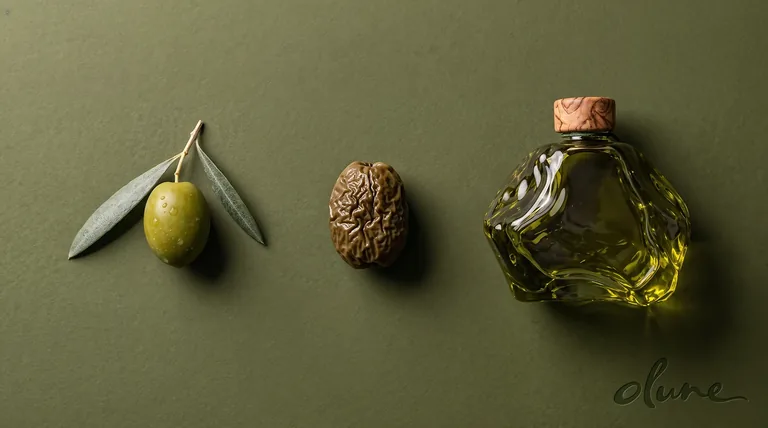 Olune vessel and form study, fresh olive, dried olive and sculptural glass on a botanical green background